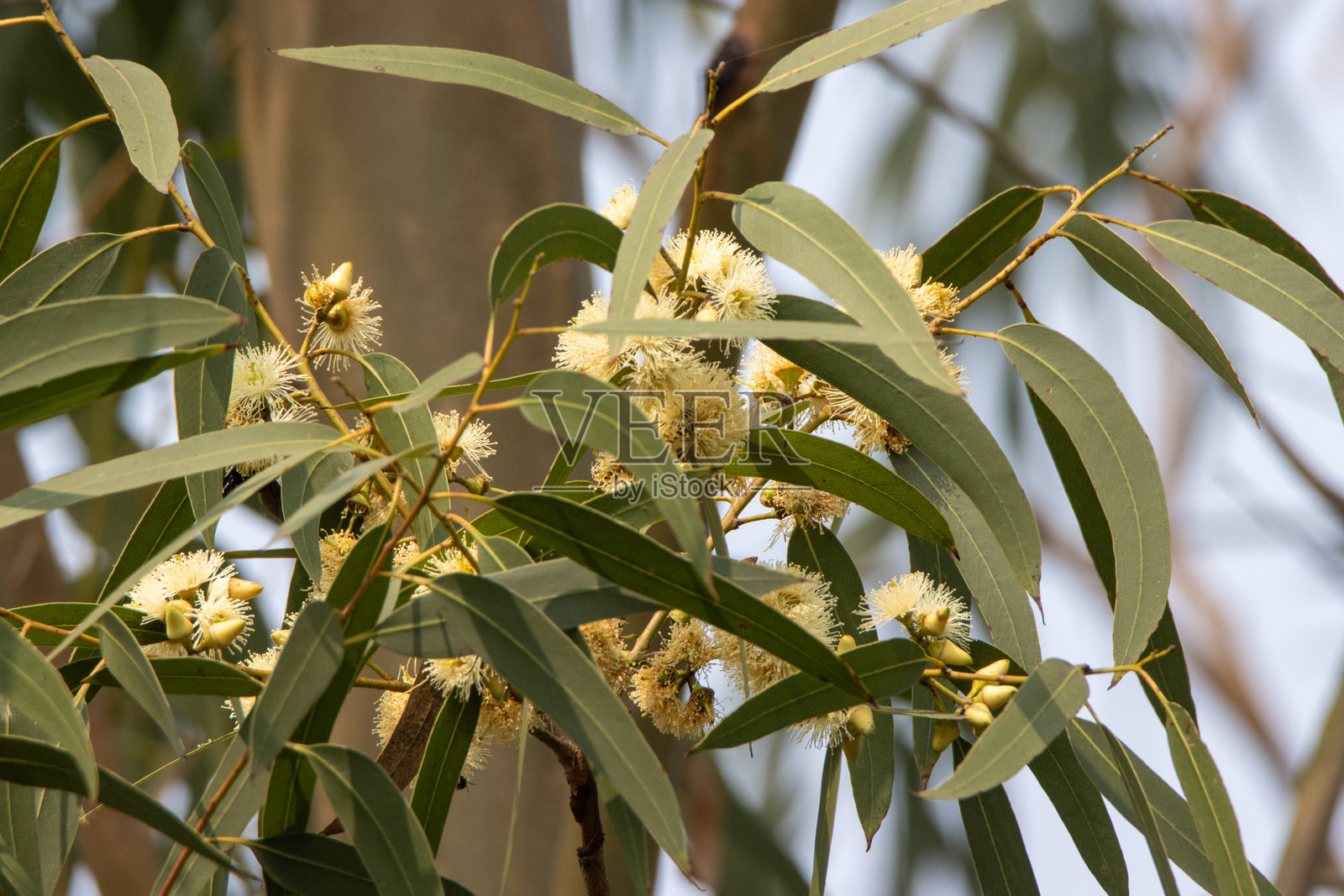 印度加尔各答附近的桑达班白色野花树及其叶子照片摄影图片
