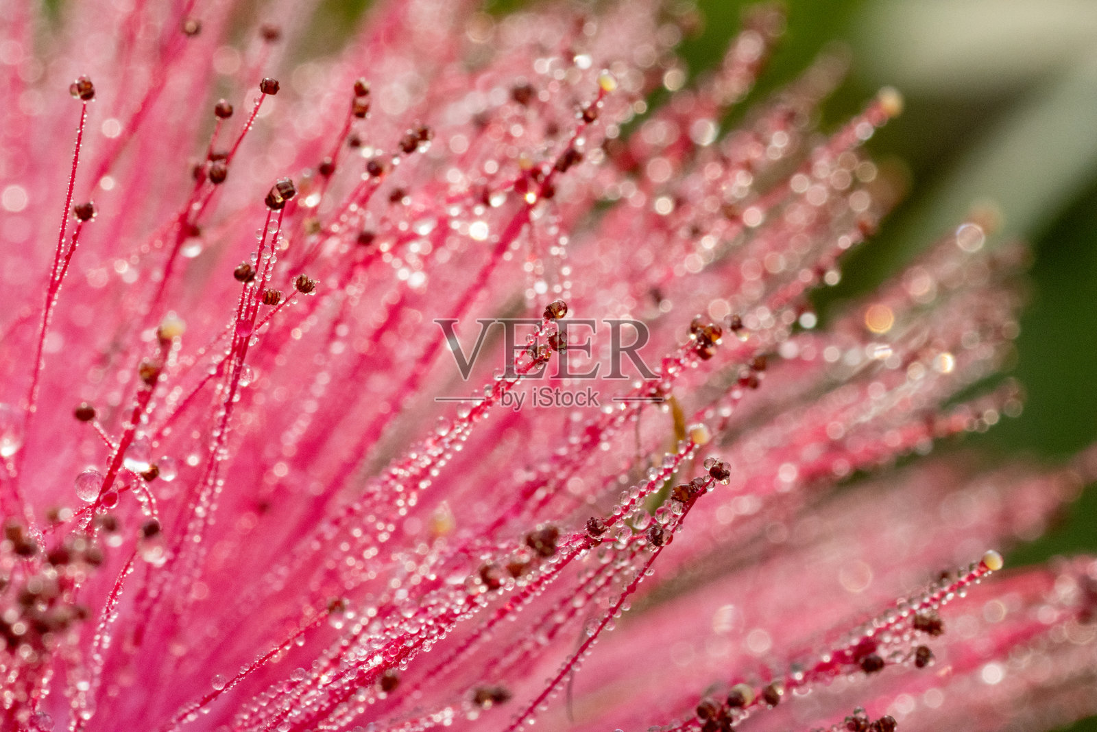 单朵覆盖露珠的红色苏里南粉扑树花(Calliandra surinamensis)特写,背景自然。照片摄影图片