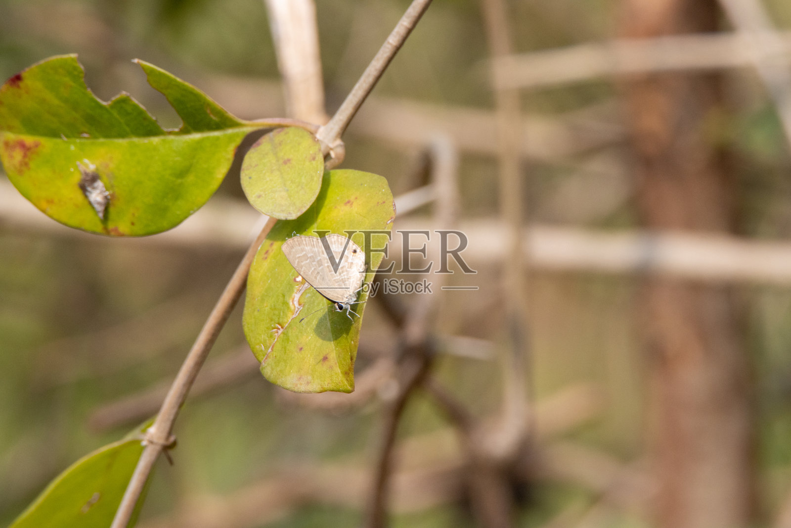 小蝴蝶栖息在印度加尔各答附近的桑达班叶子上照片摄影图片