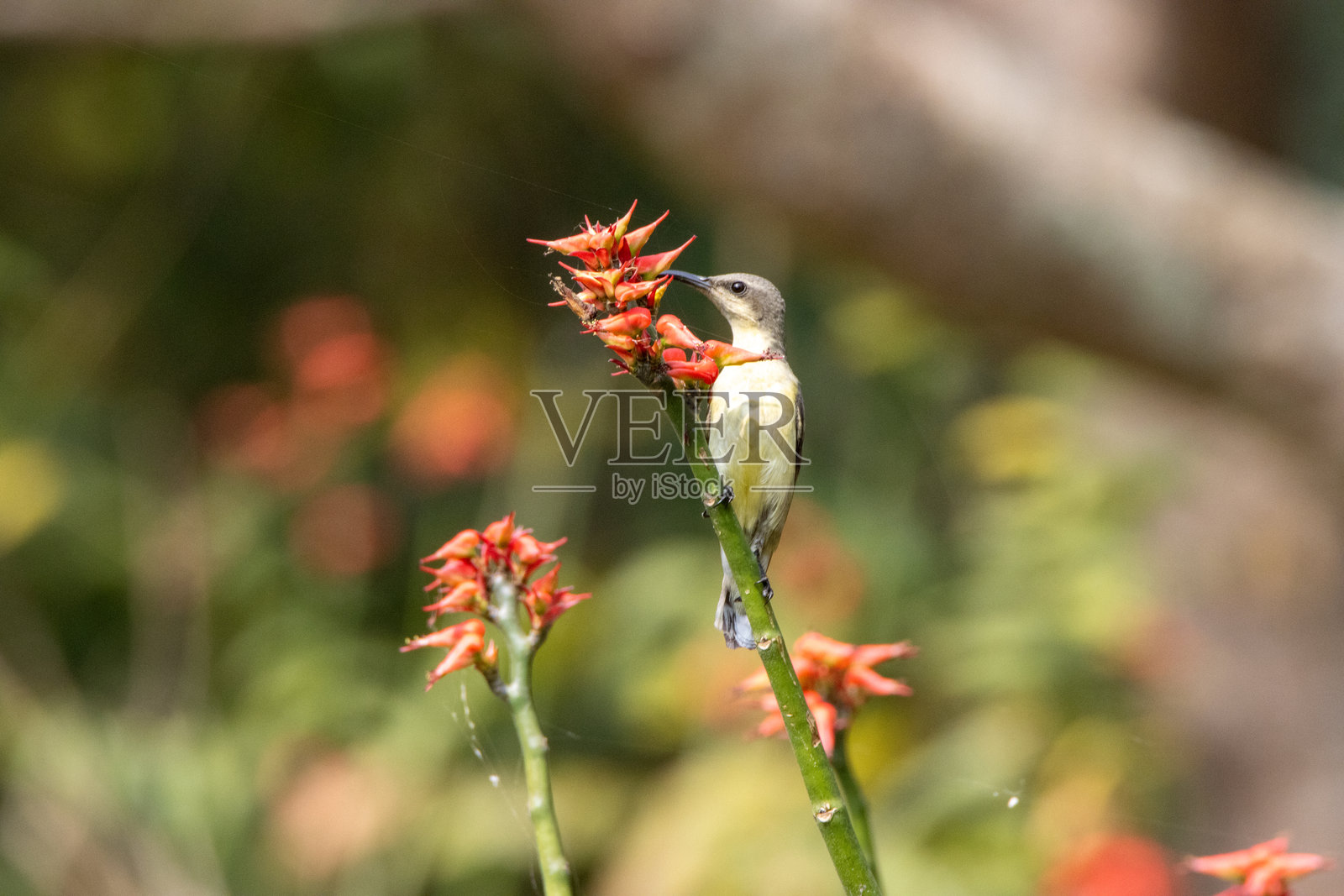 单只雌性紫胸太阳鸟(Cinnyris asiaticus)在红色开花灌木中觅食,背景自然。照片摄影图片