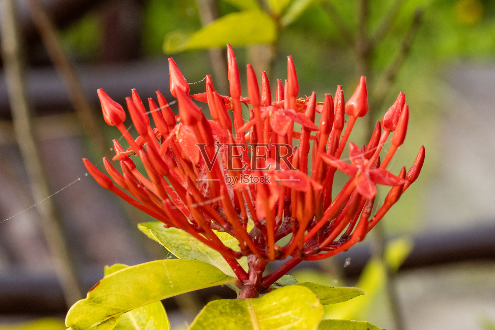 丛林石榴花或林中火焰(Ixora coccinea)在自然背景下的花朵照片摄影图片