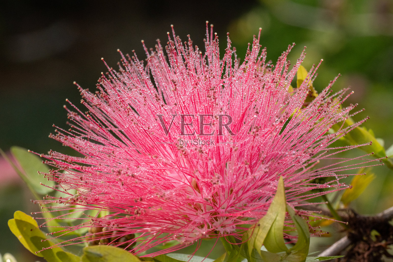 单朵红色的苏里南泡粉树(Calliandra surinamensis)花朵特写,背景自然。照片摄影图片