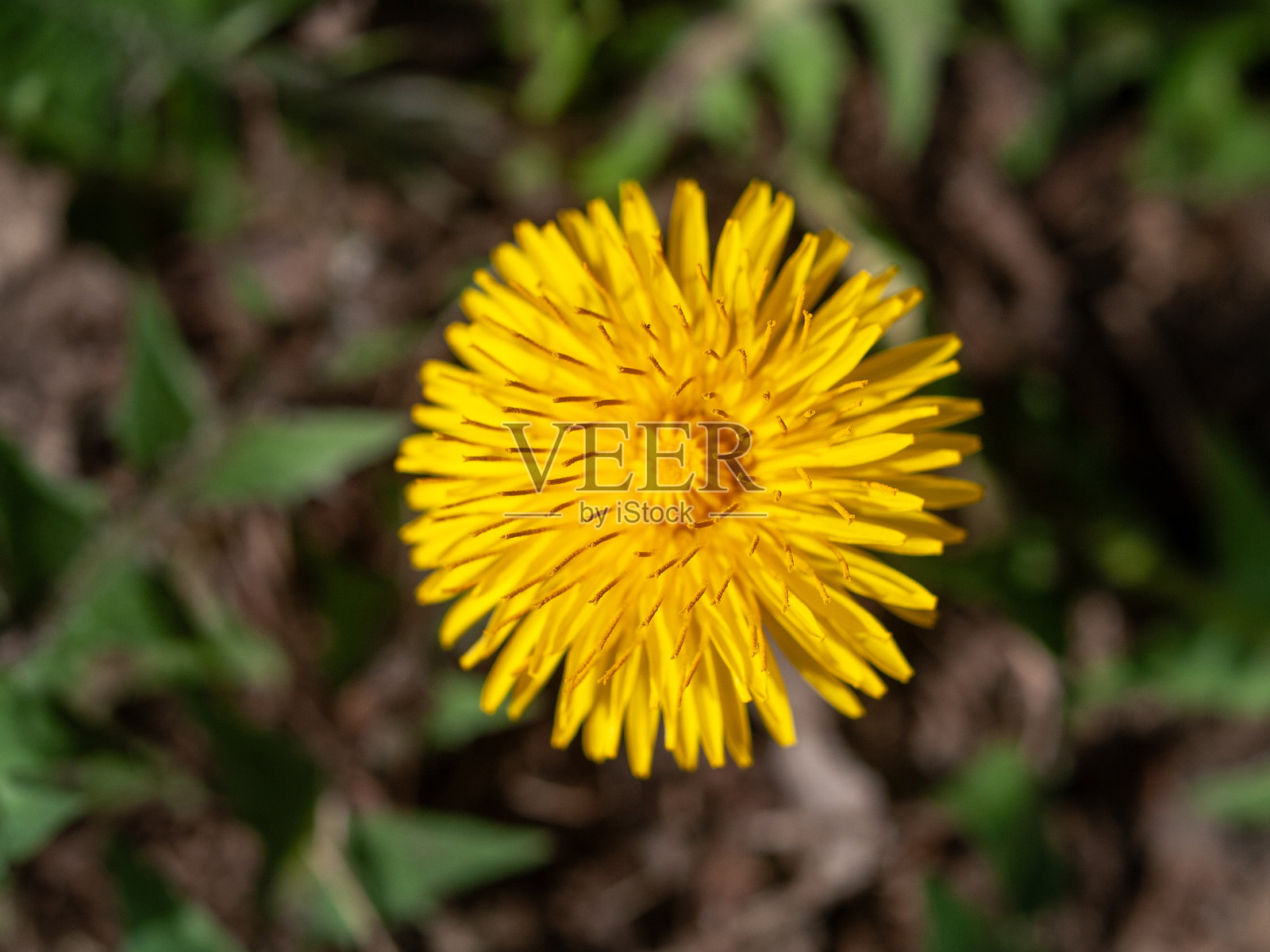 前景中有一朵黄色花朵,带有棕色的茎。照片摄影图片