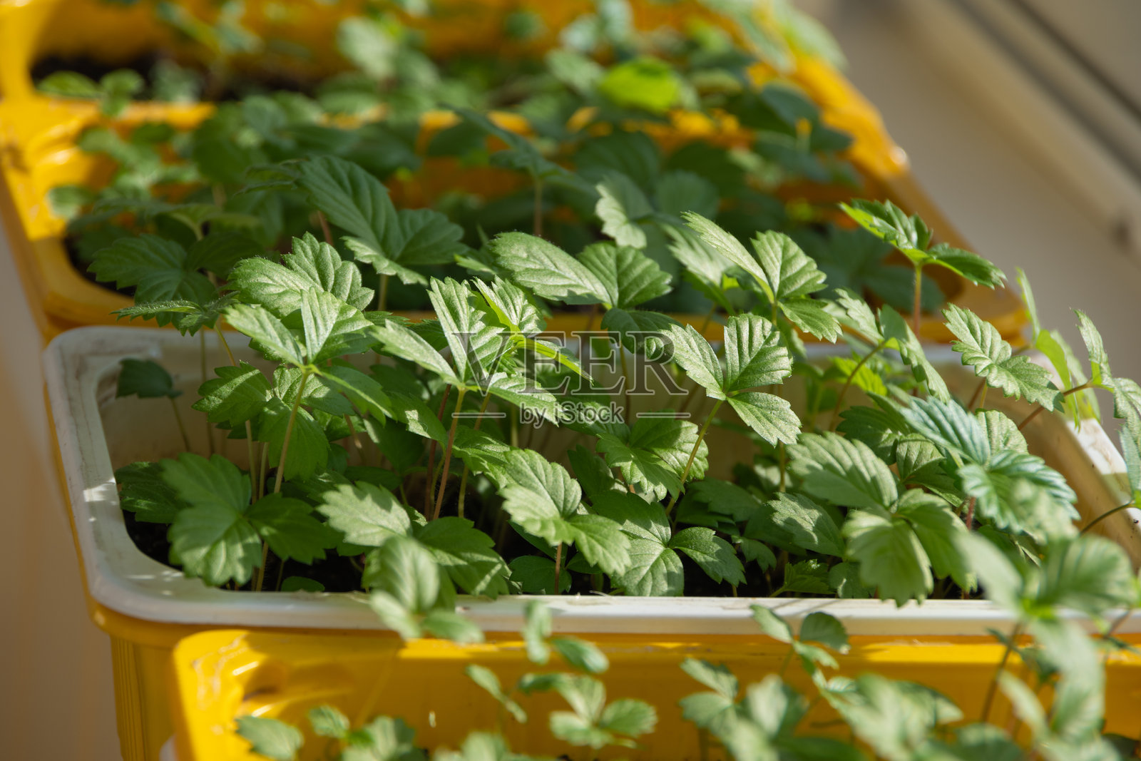 阳光明媚的窗台上,年轻的草莓幼苗在黄色容器中生长。在家中培育幼苗。照片摄影图片