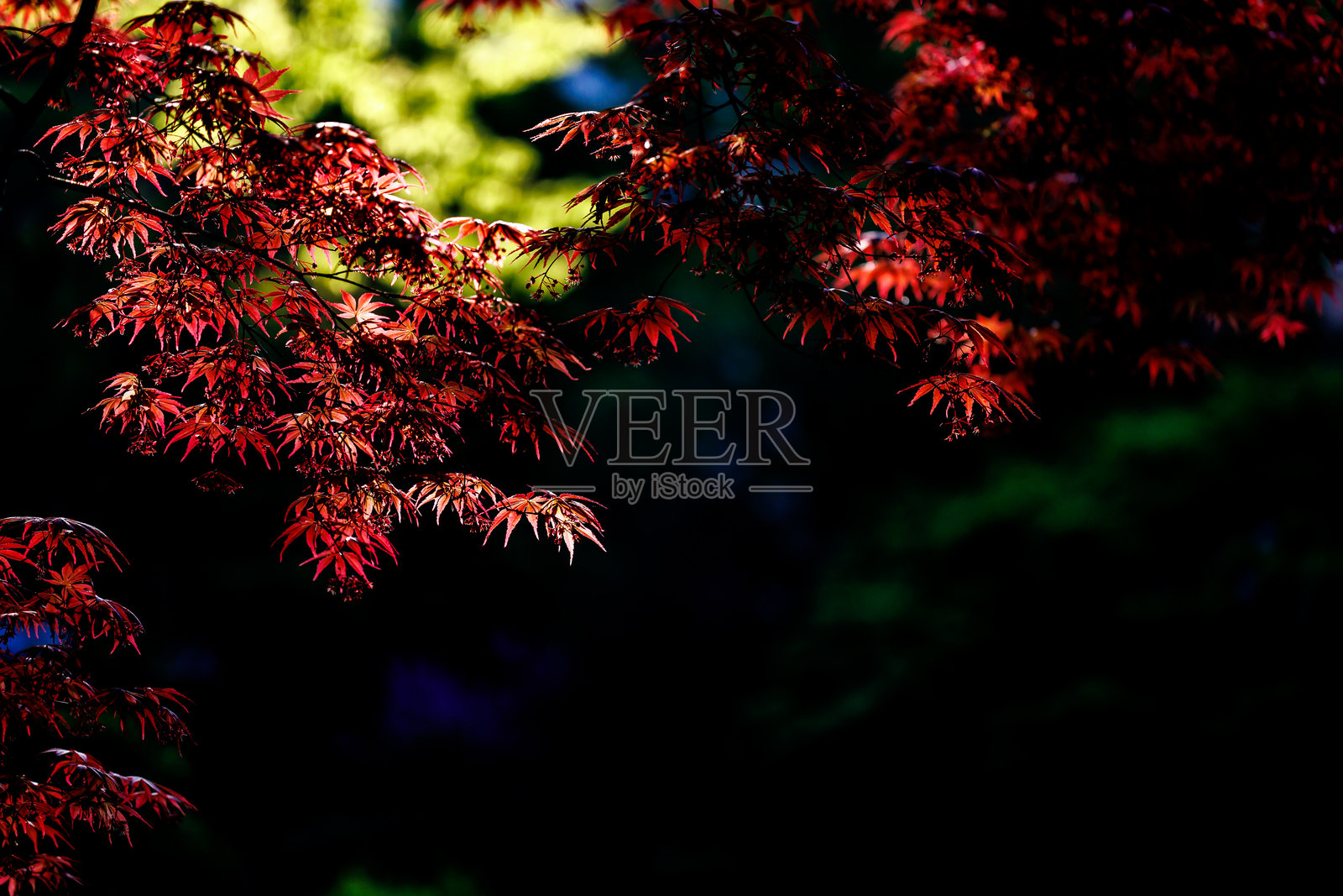 春天的树木照片摄影图片