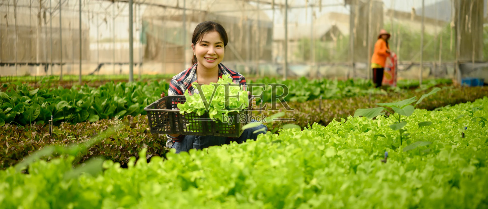 微笑的女性农民在温室中收获有机生菜。可持续农业的概念照片摄影图片