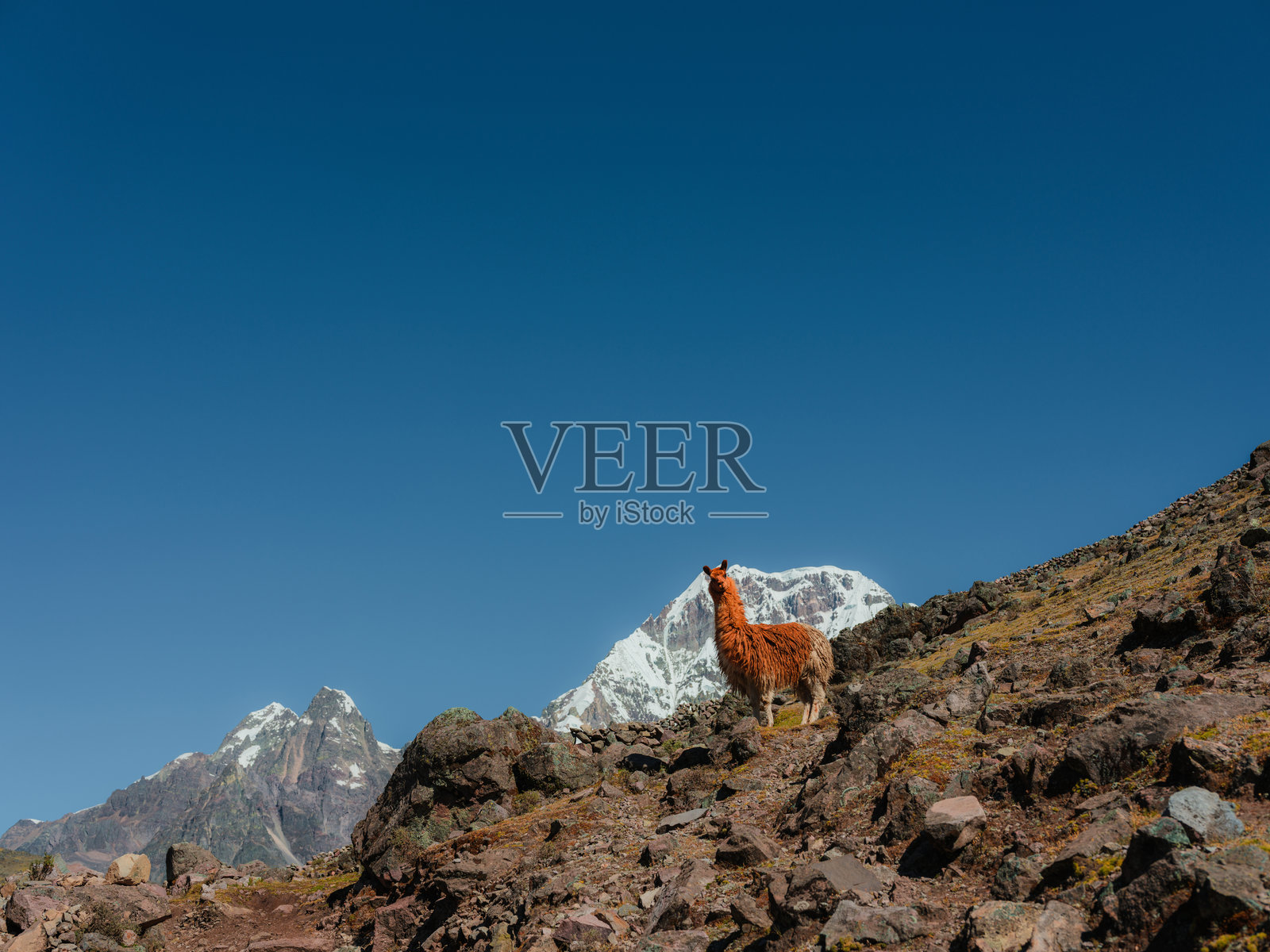 可爱的羊驼在秘鲁安第斯山脉照片摄影图片