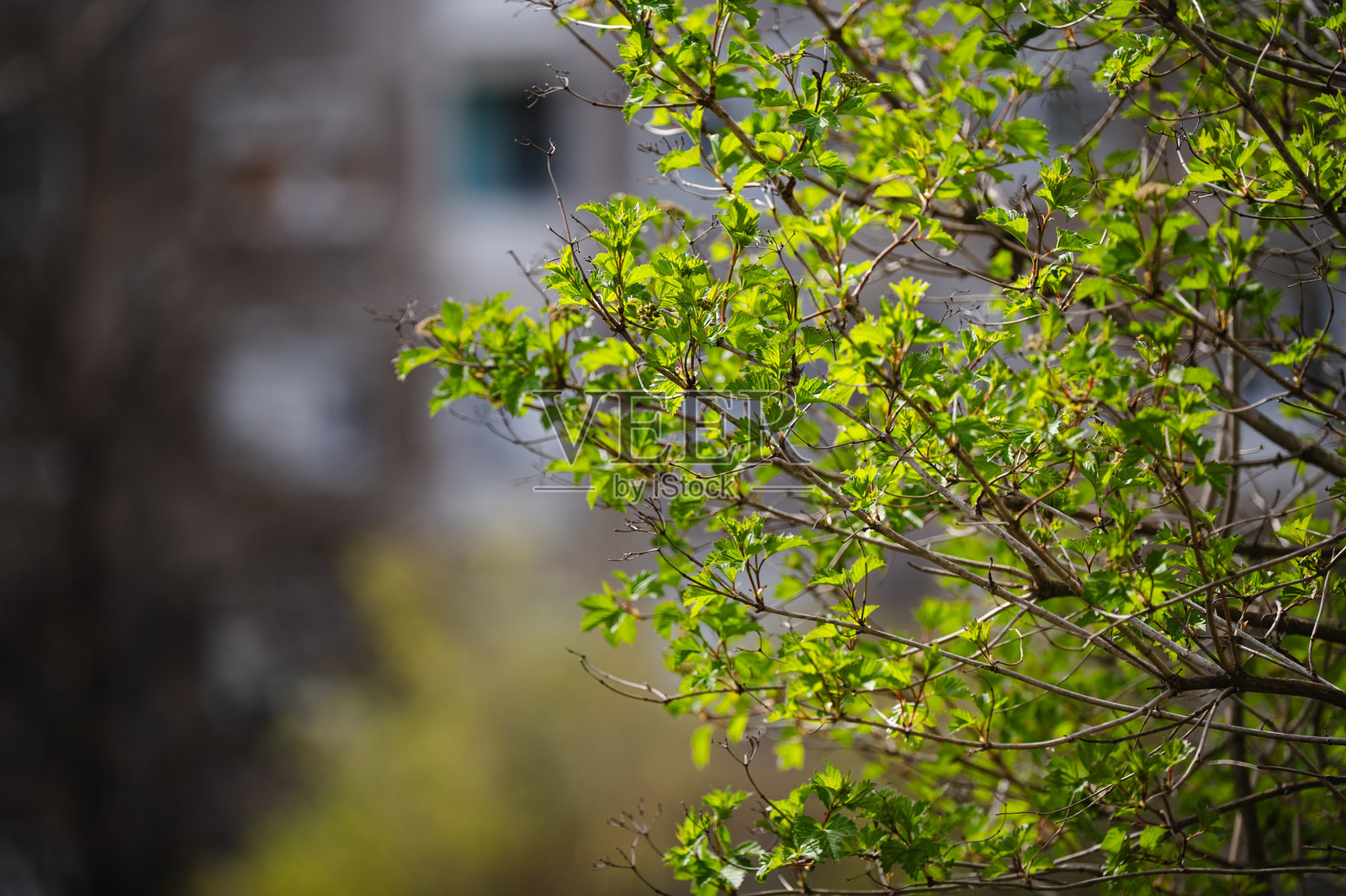 新鲜的枫树花朵映衬在黑暗的森林背景中照片摄影图片