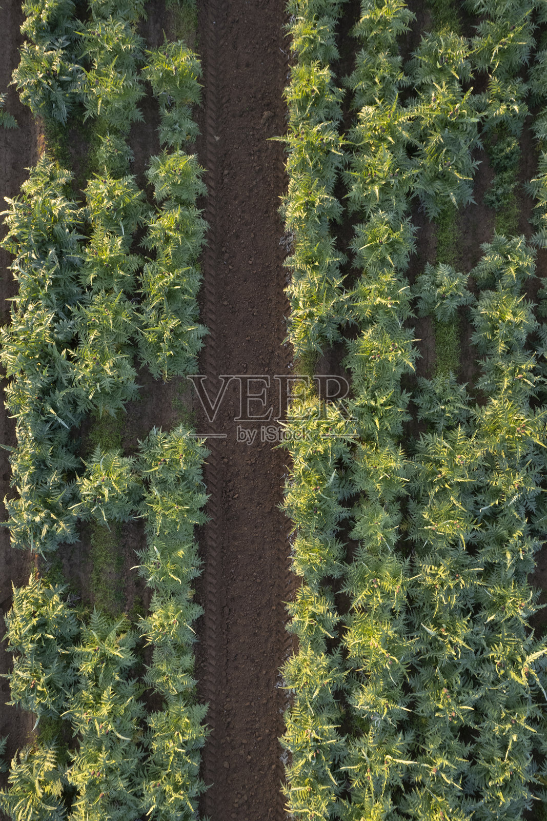 意大利托斯卡纳地区的朝鲜蓟田鸟瞰图照片摄影图片