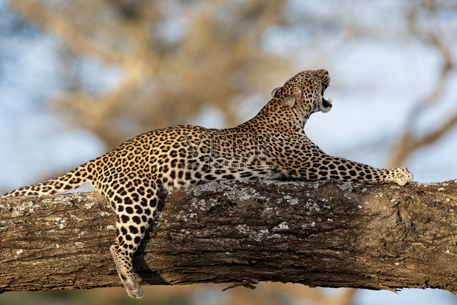豹子的艰难觉醒照片摄影图片