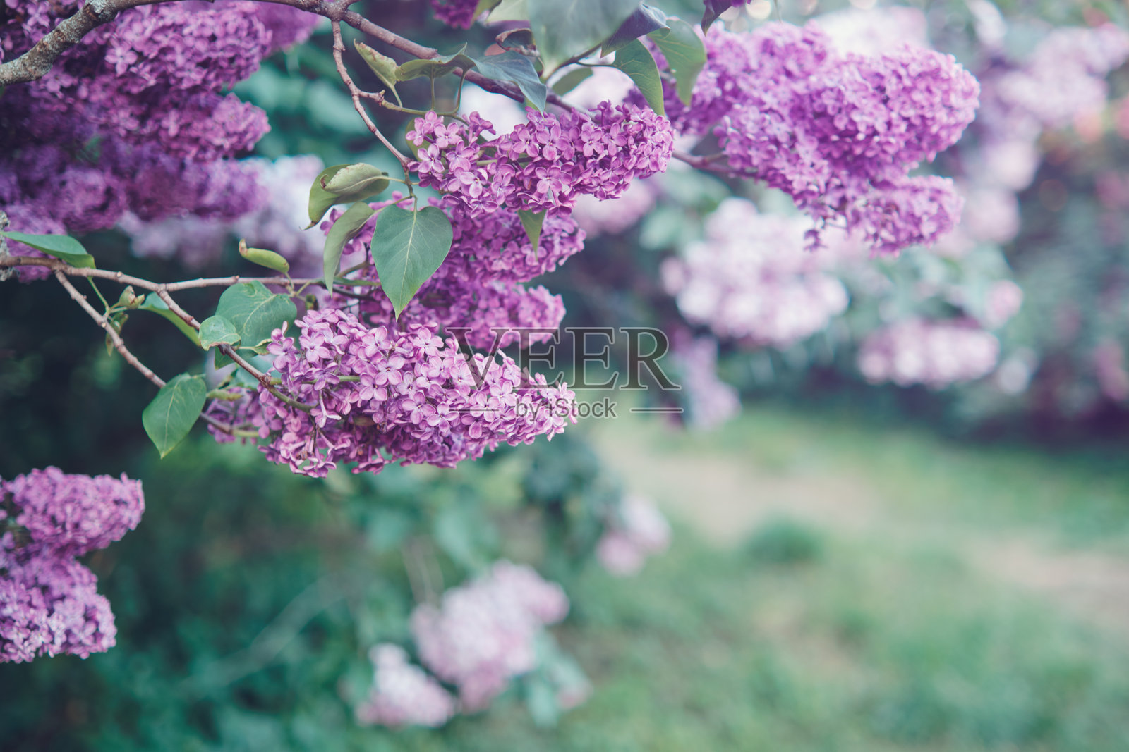 花园中盛开的紫色丁香花朵在树枝上。户外自然摄影照片摄影图片