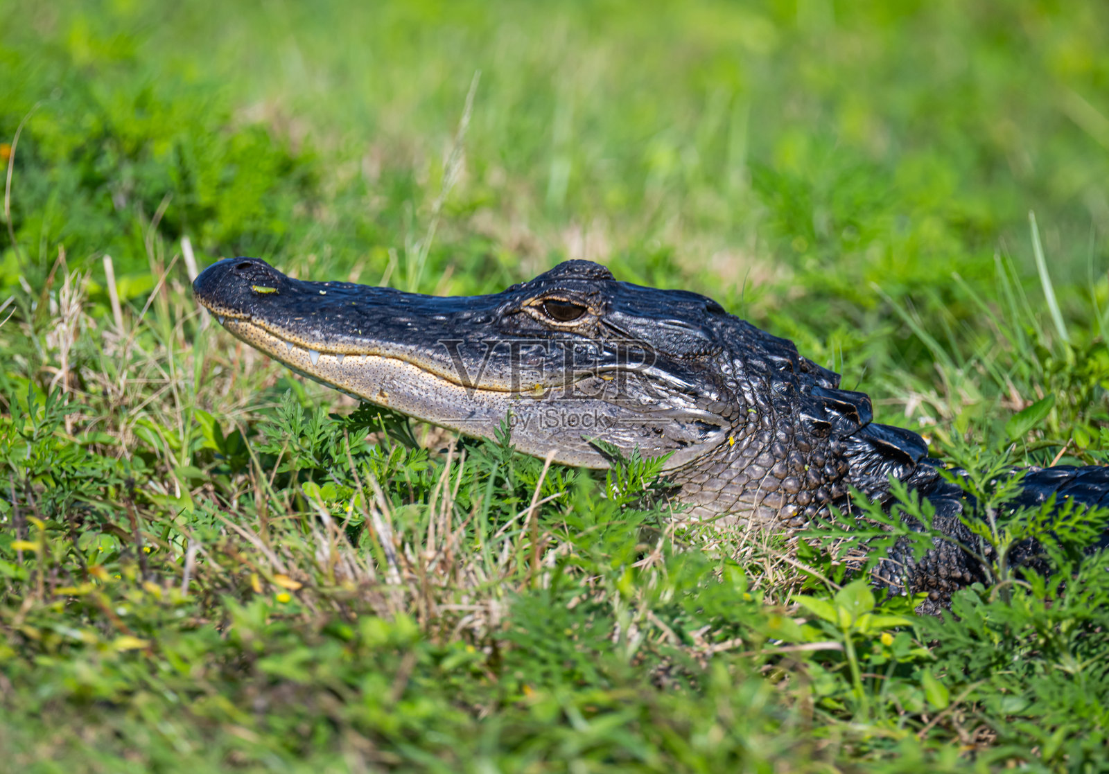 鳄鱼头部特写照片摄影图片