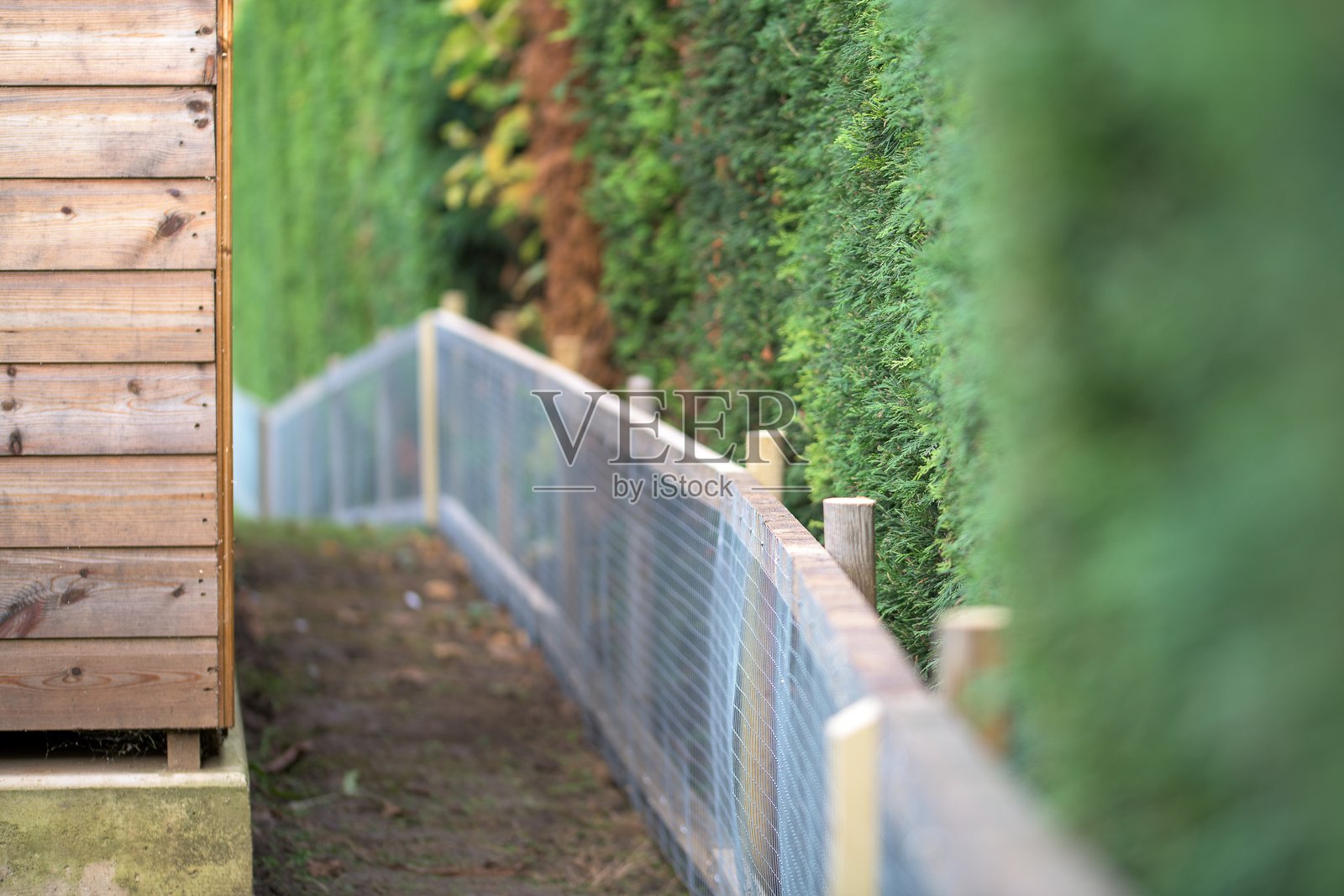 在木质小屋和常青树篱旁安装花园围栏照片摄影图片