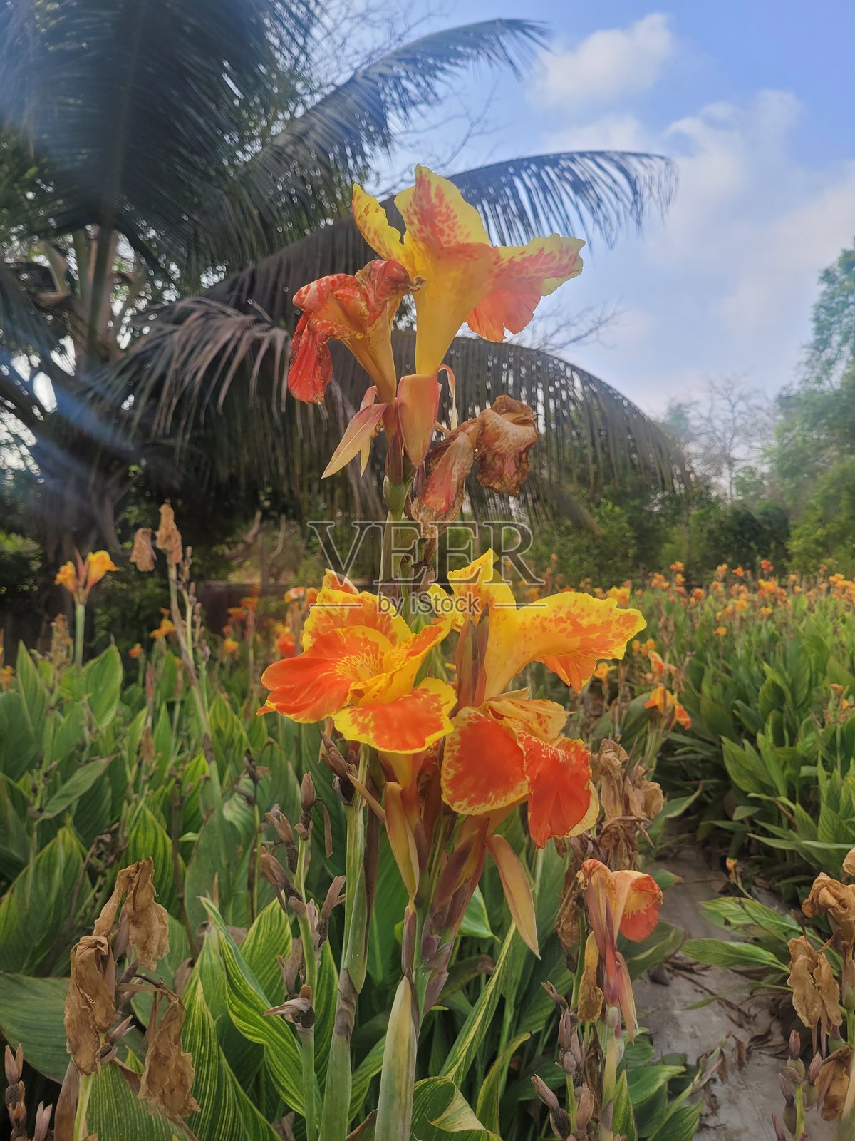 热带风景中盛开的橙色美人蕉花田,绿叶繁茂照片摄影图片