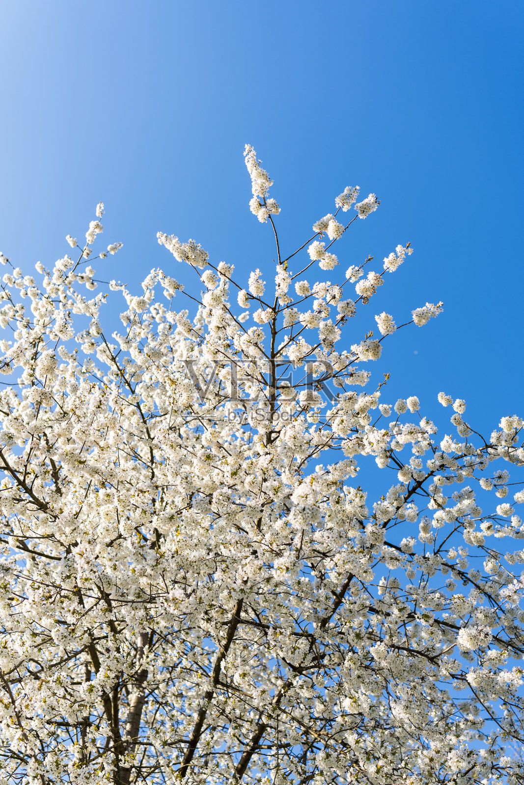 阳光下树枝上的春天花朵照片摄影图片