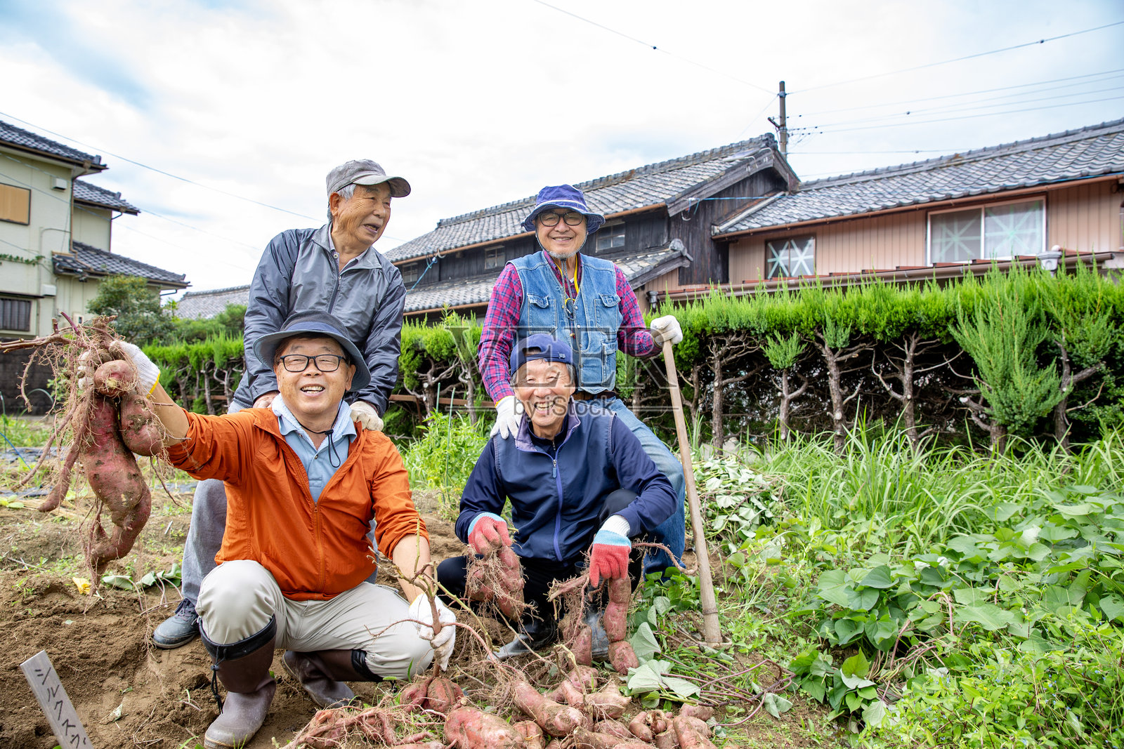 日本老年朋友,爱好种植蔬菜,收获土豆照片摄影图片