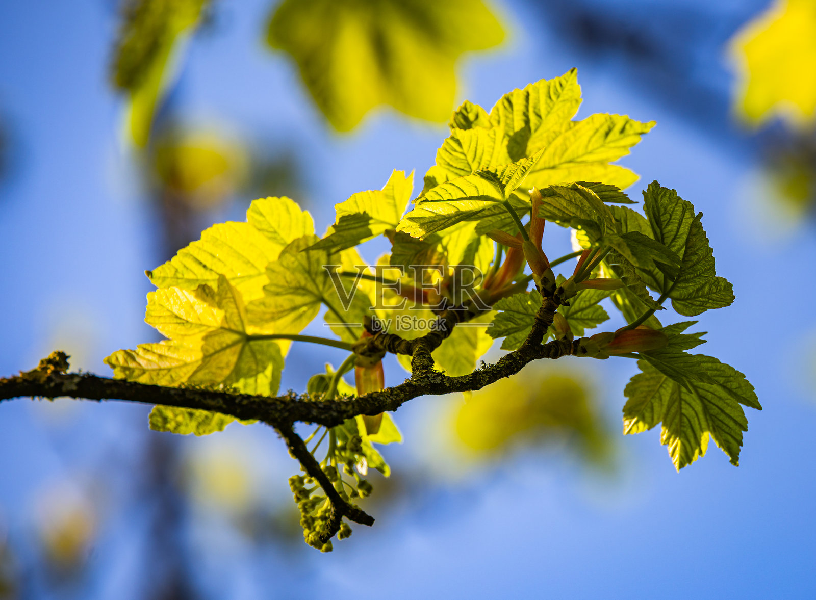 春天照片摄影图片