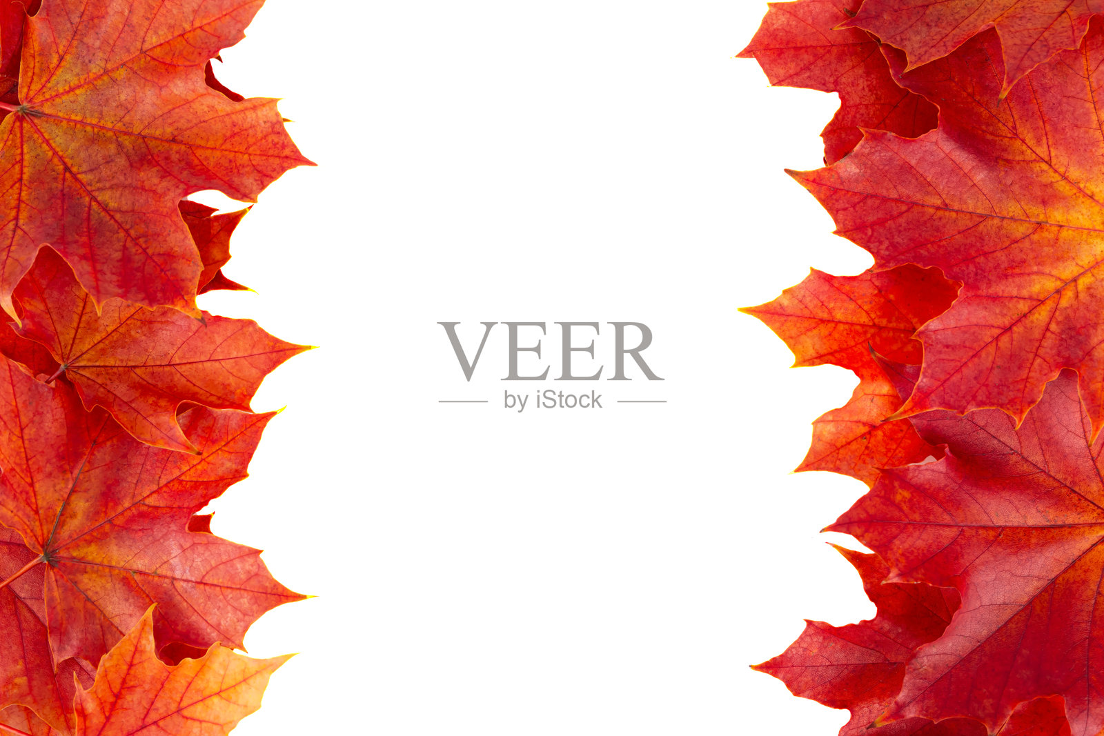 秋天的落叶照片摄影图片