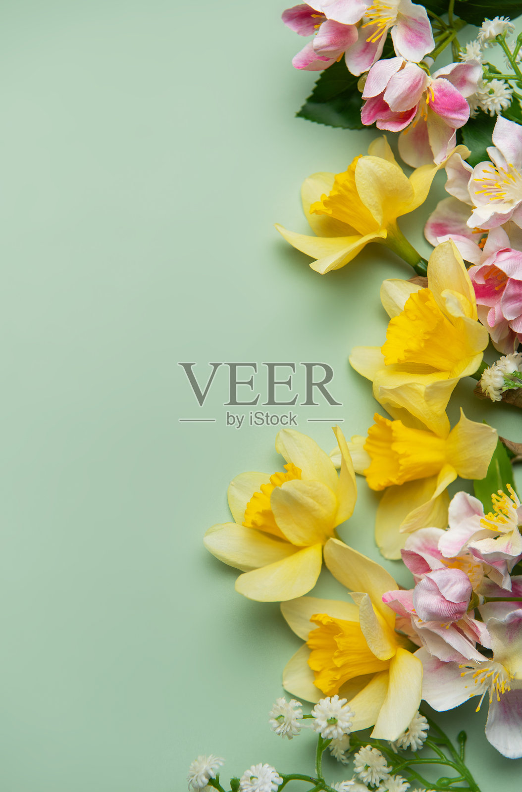 水仙花和粉色花朵在淡绿色背景上形成生机勃勃的春季边界照片摄影图片