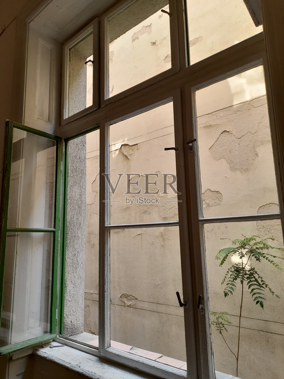 通往庭院的大窗户和一棵在墙上生长的小树。布达佩斯照片摄影图片