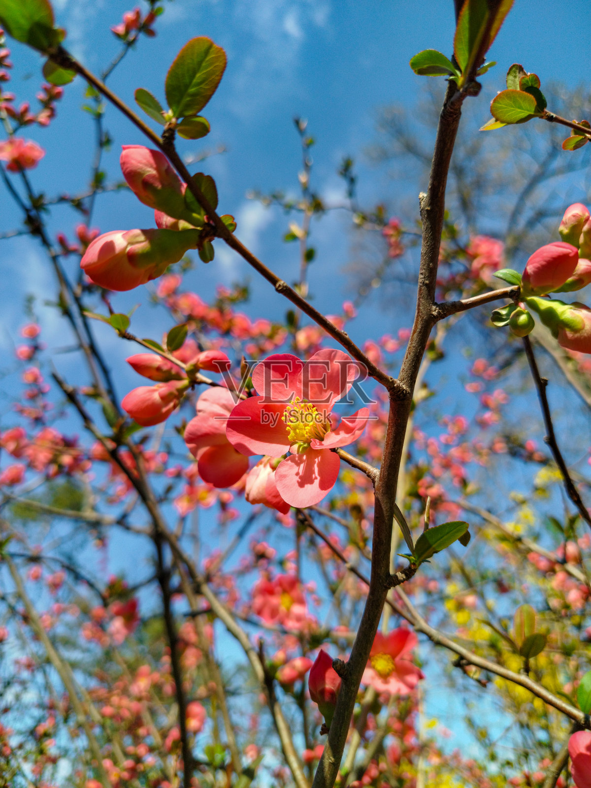 天空中的花朵。木瓜花。粉色花朵。照片摄影图片