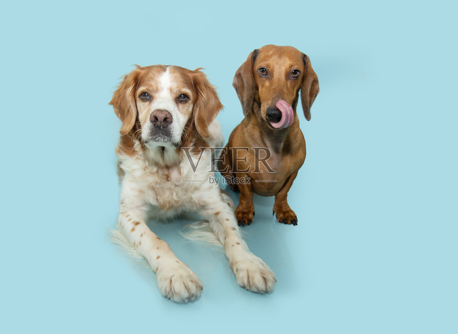 两只狗狗宠物躺着,注视着镜头。背景为春季或夏季的蓝色柔和色调。照片摄影图片