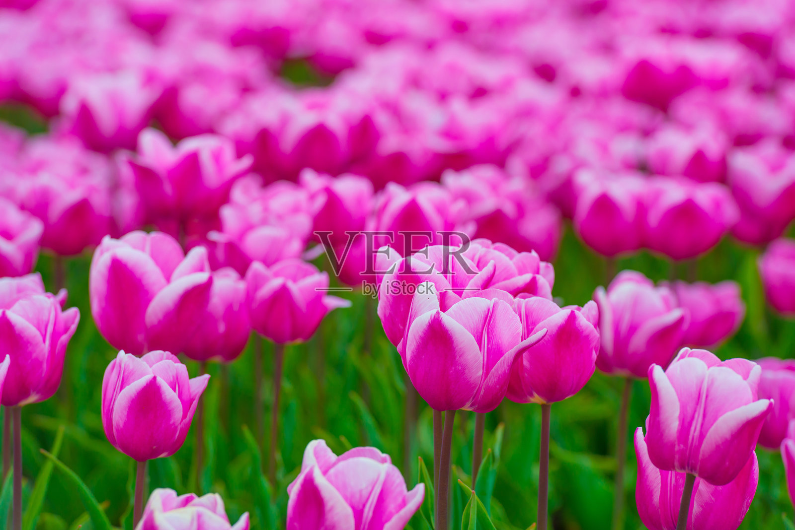 五彩缤纷的花朵在农田中盛开照片摄影图片