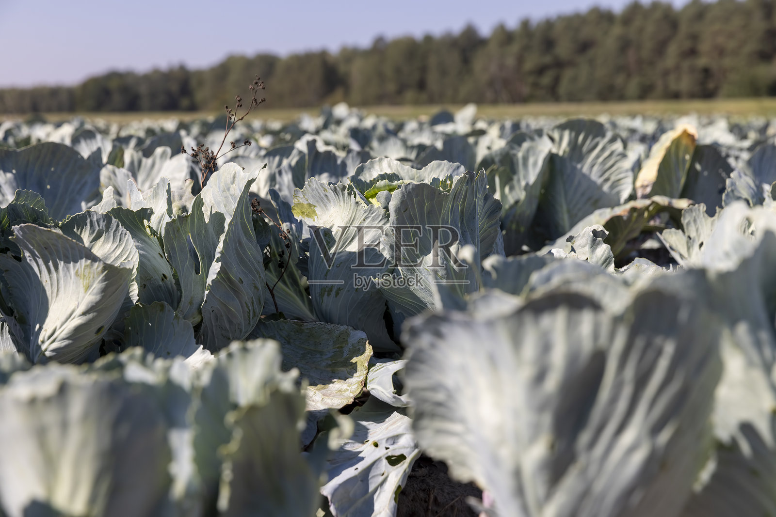 九月份的卷心菜,正在成熟的卷心菜作物,其中一部分受到虫蛹的损害,特写,侧面视图照片摄影图片