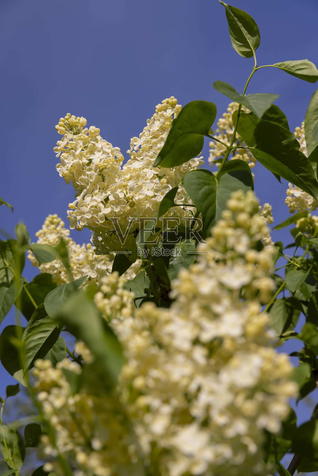 盛开的黄色丁香灌木,春季公园中盛开的黄色丁香花,在阳光照耀下的春季景象照片摄影图片