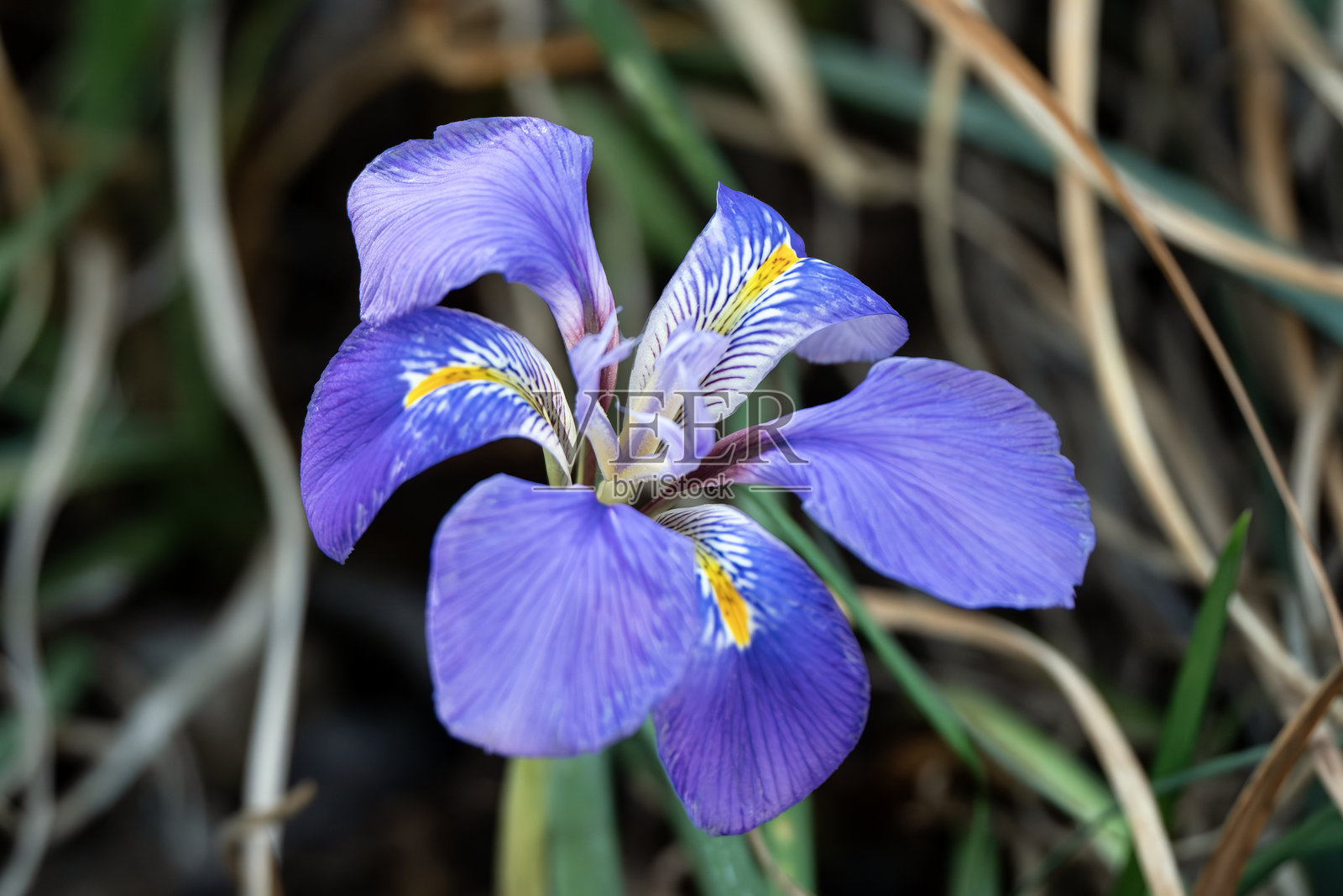 鸢尾花 'Broadleigh'照片摄影图片