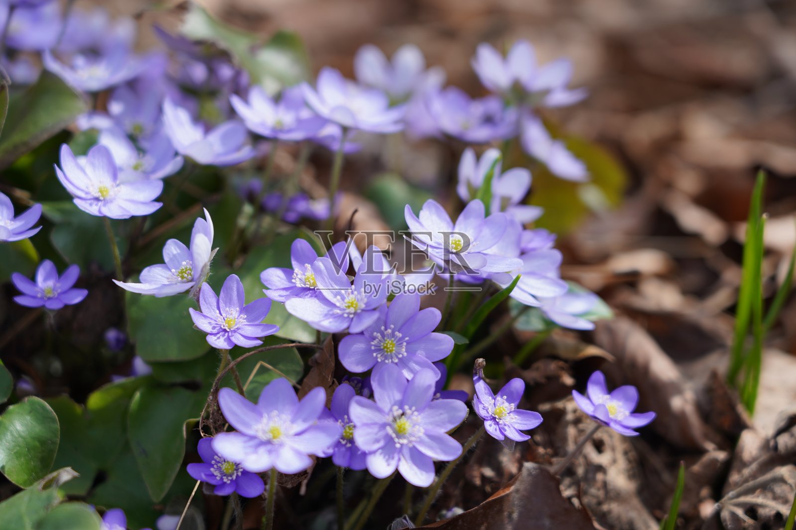 肝叶草(hepatica、肝叶或肝苔)是毛茛科的一种草本多年生植物属。照片摄影图片