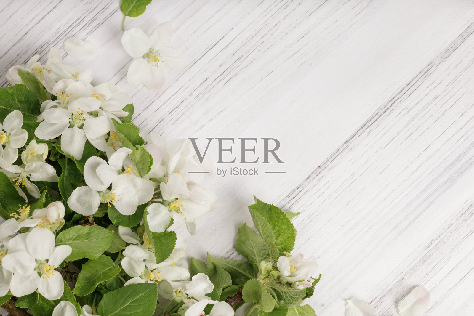 白色苹果树花朵在木质背景上的留白空间照片摄影图片