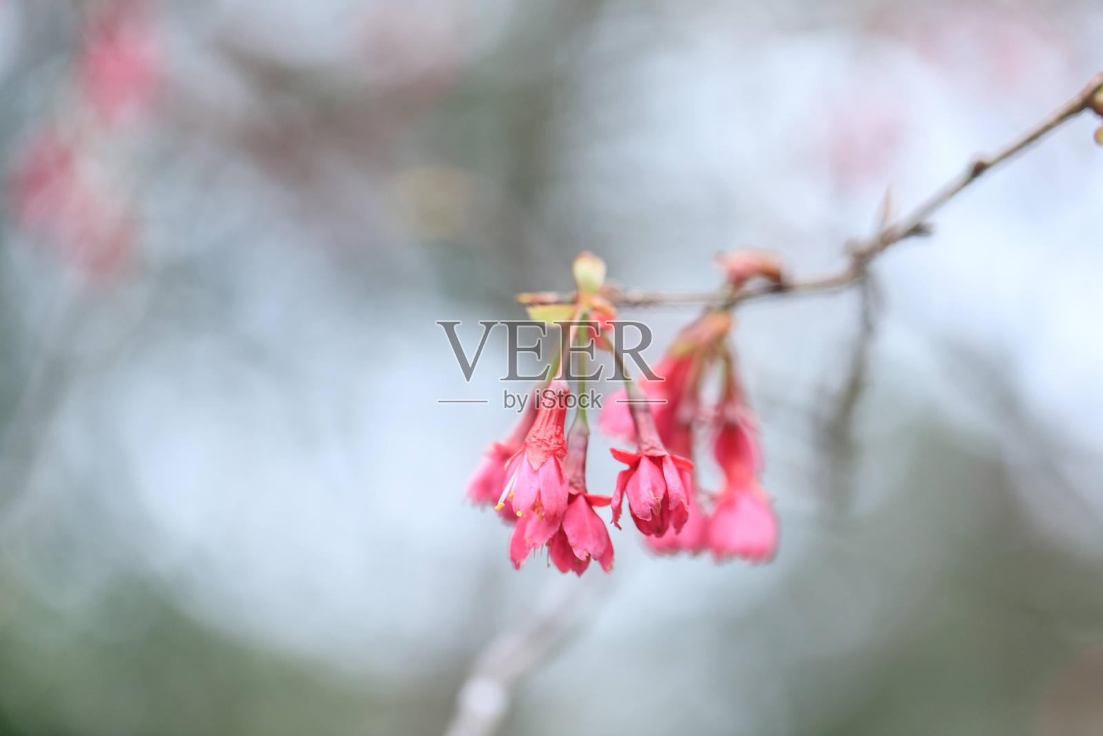 一簇精致的粉色钟形花朵照片摄影图片