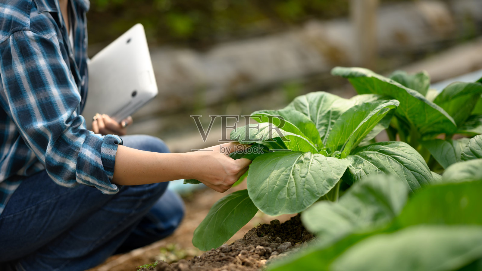 女性农学家在温室中检查绿色叶菜。照片摄影图片