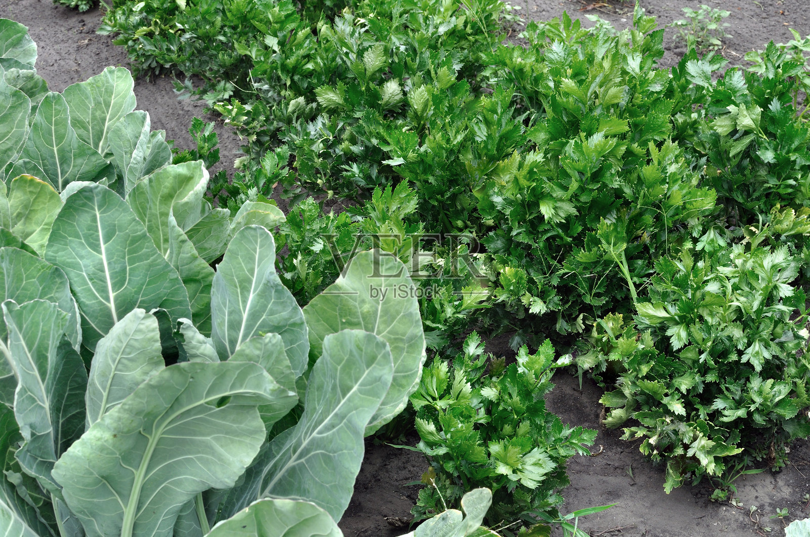 蔬菜花园照片摄影图片