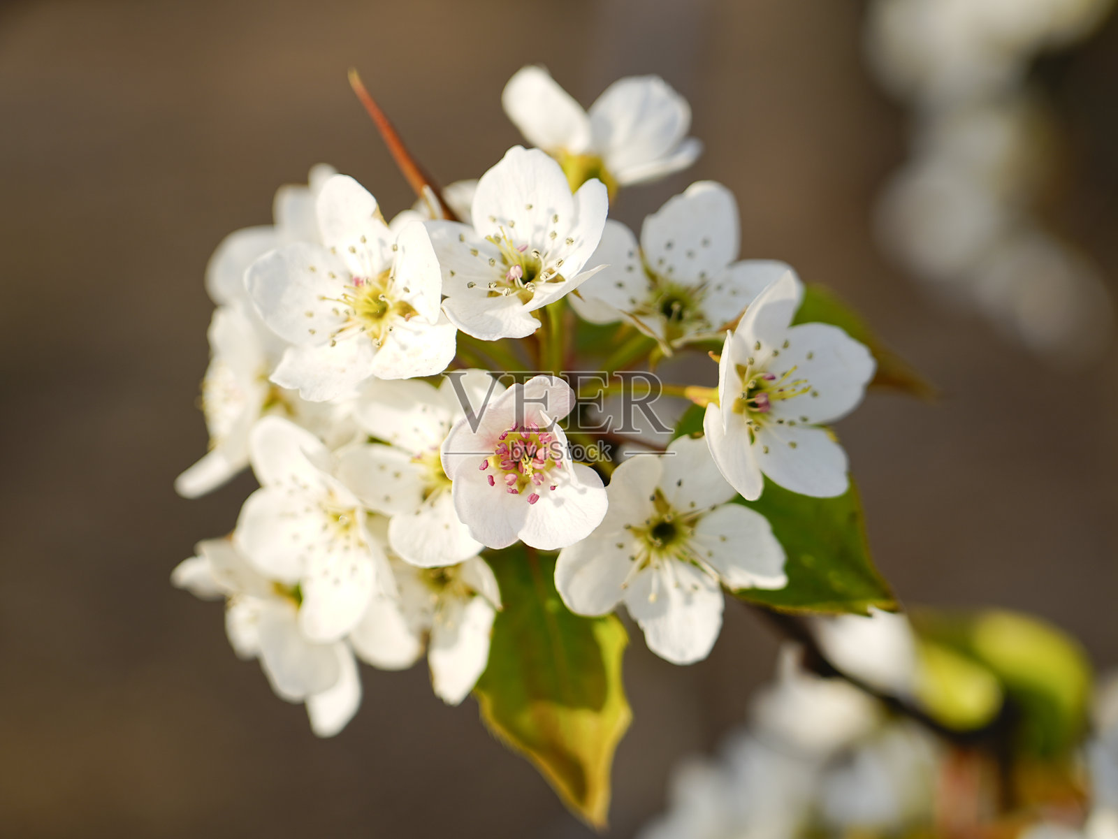 春天盛开的梨花照片摄影图片