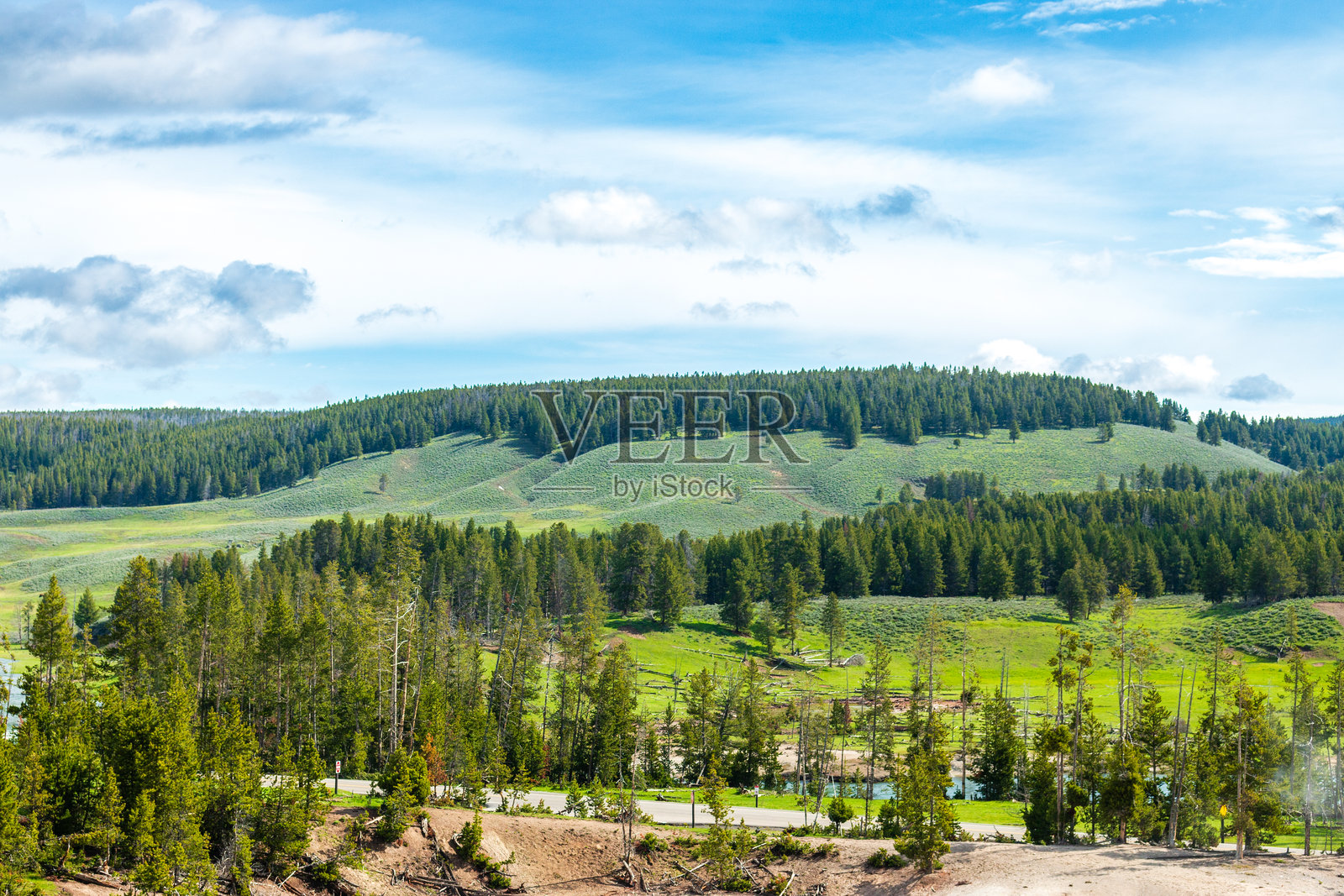 黄石国家公园的森林照片摄影图片