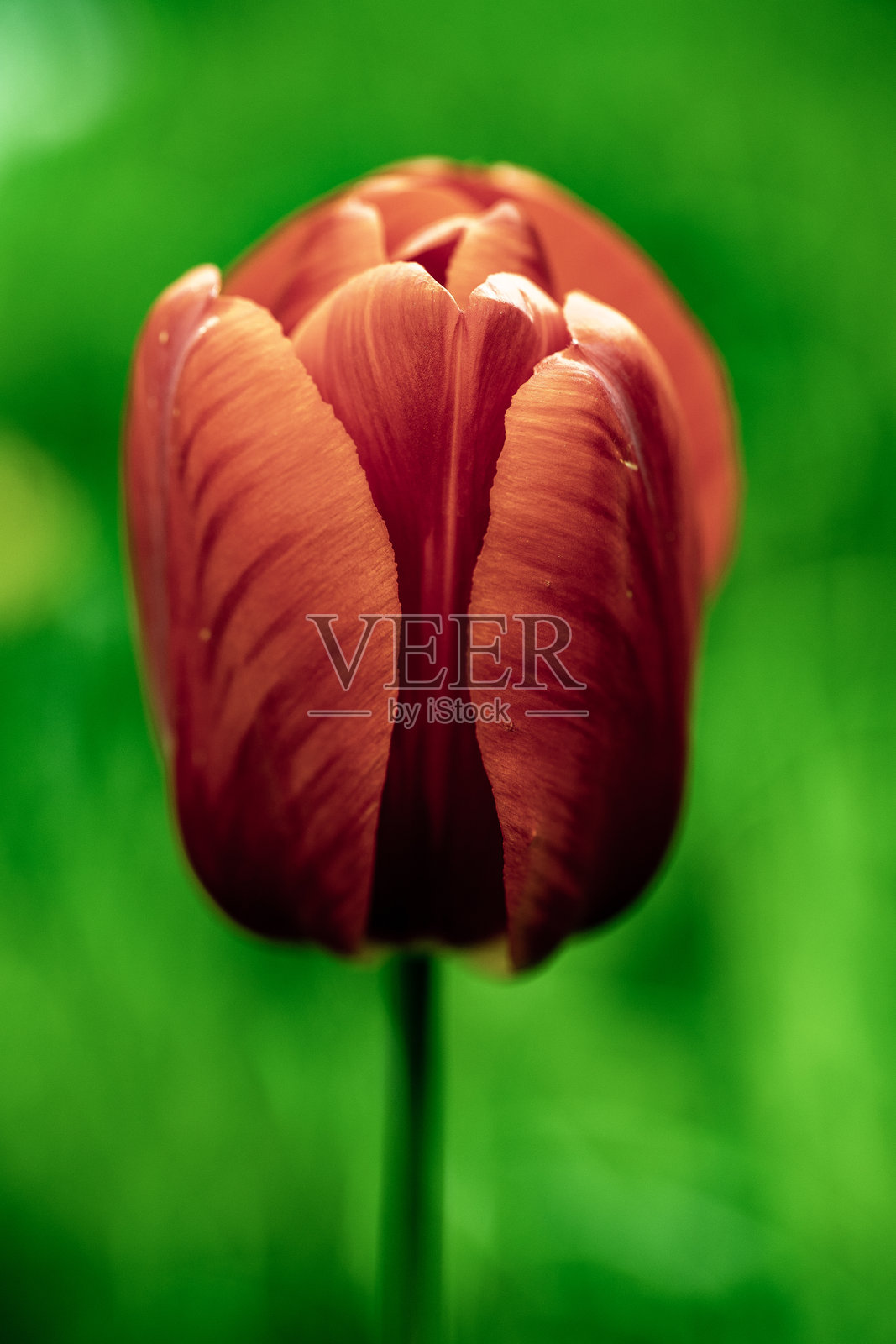 一朵鲜艳的红色郁金香特写,花瓣有纹理,背景为明亮的绿色。照片摄影图片