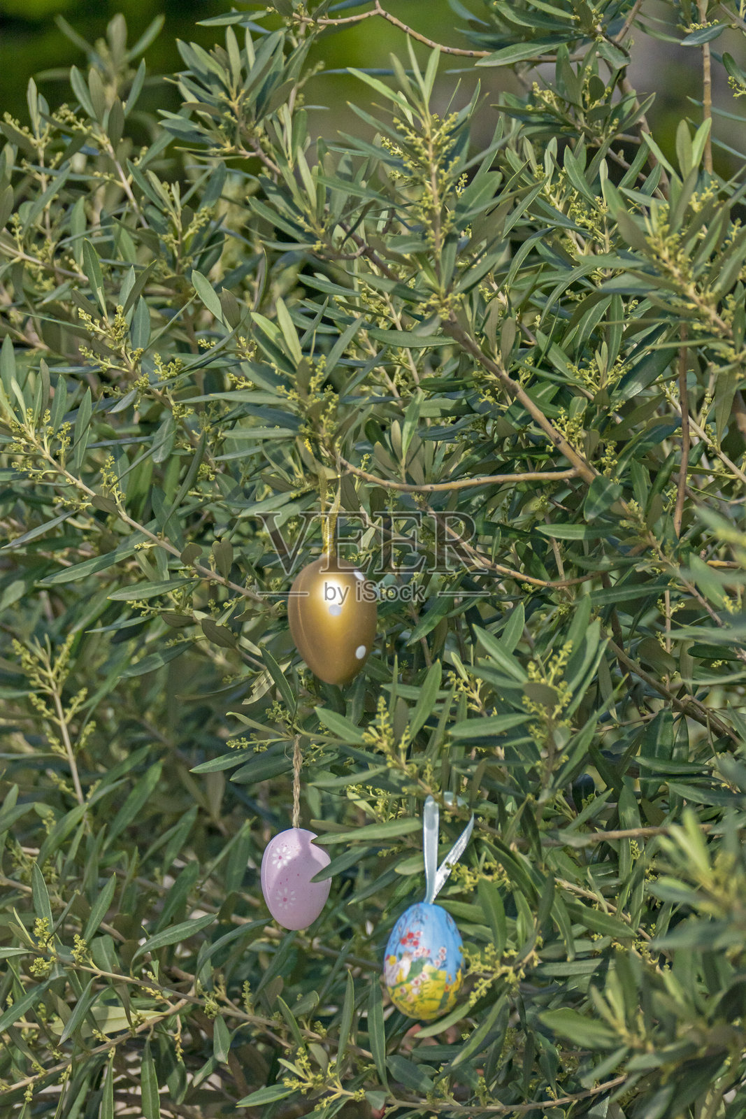橄榄枝上挂着复活节彩蛋照片摄影图片
