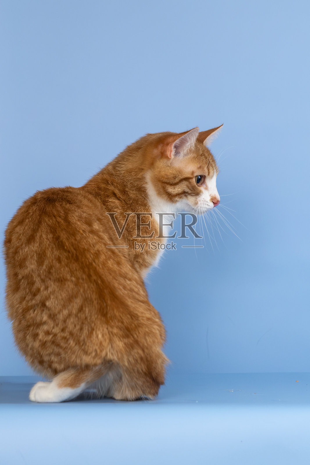 蓝色背景上的红白相间的猫。纤细优雅的小猫。照片摄影图片