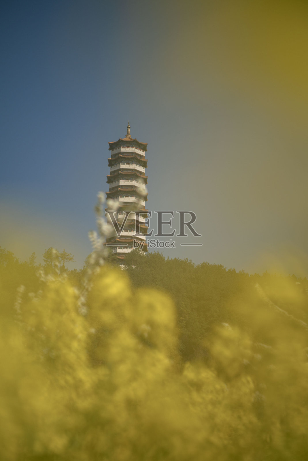 清明时节的黄色花椰菜照片摄影图片