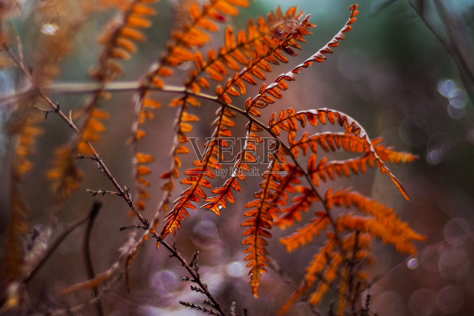 橙色蕨类植物叶子照片摄影图片