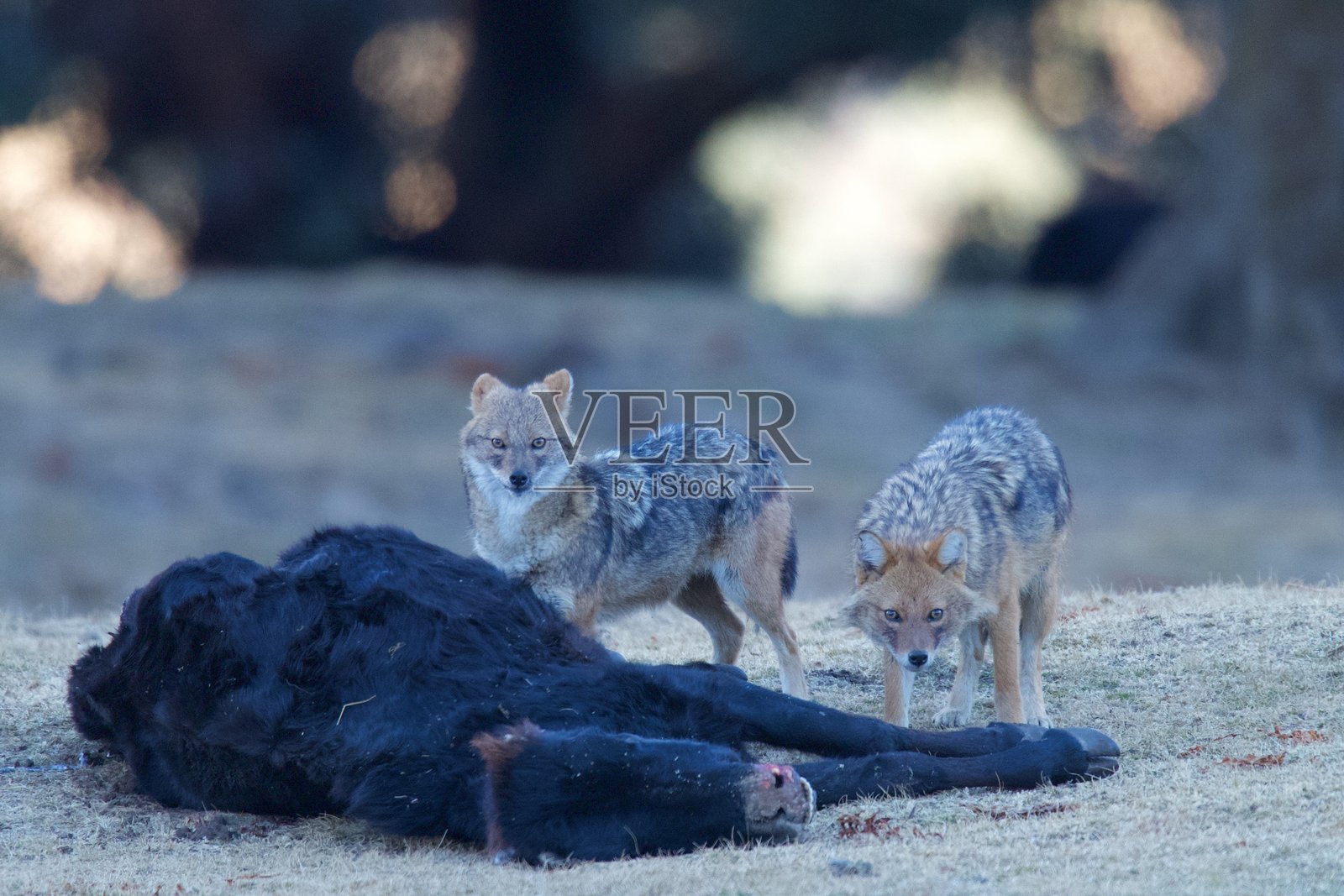 来自印度乌塔拉坎德森林的喜马拉雅金豺照片摄影图片