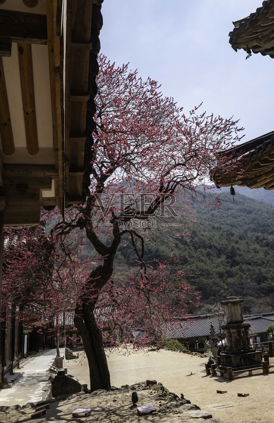 红梅花照片摄影图片