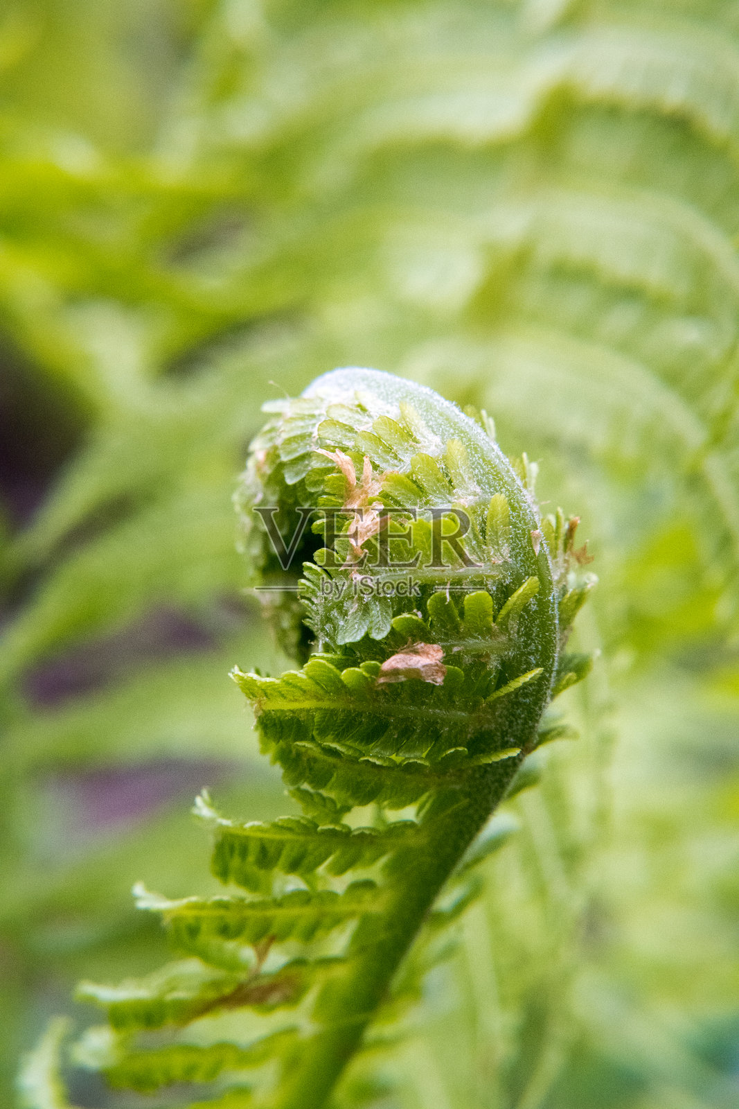 年轻的蕨类植物,鲜嫩的叶子,花园。照片摄影图片