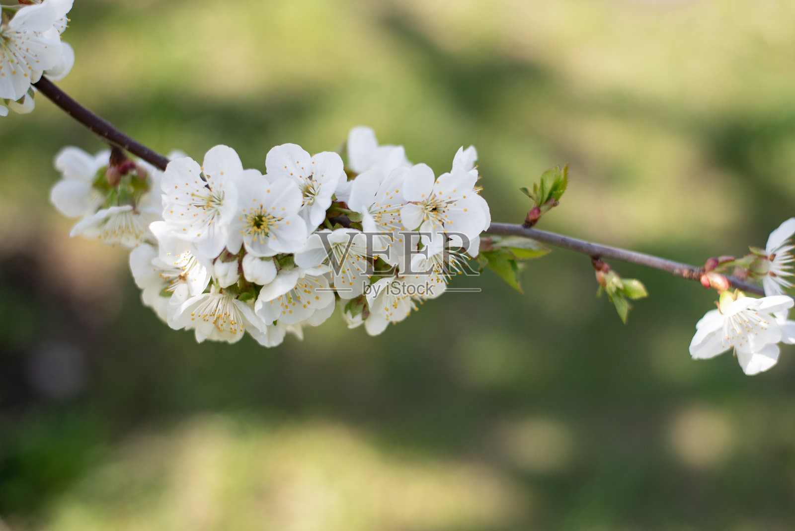 树上的花朵,春天自然的美丽照片摄影图片