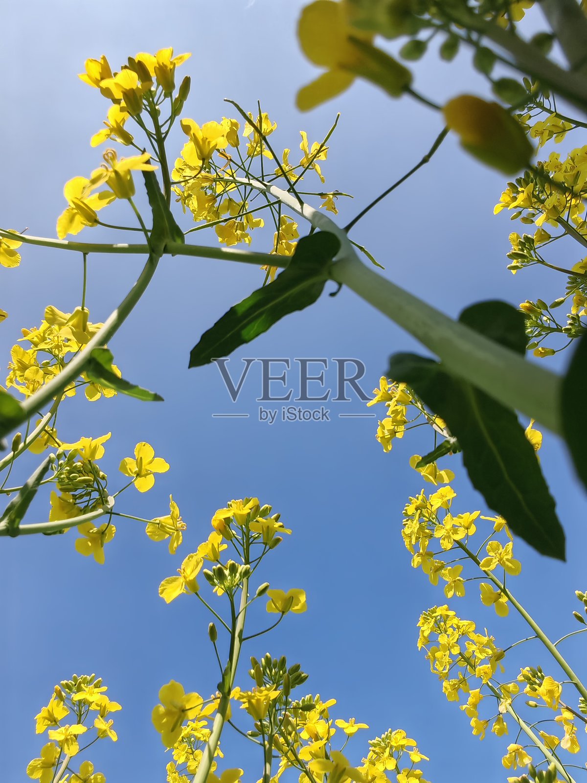 北德日常生活的真实记录。照片摄影图片