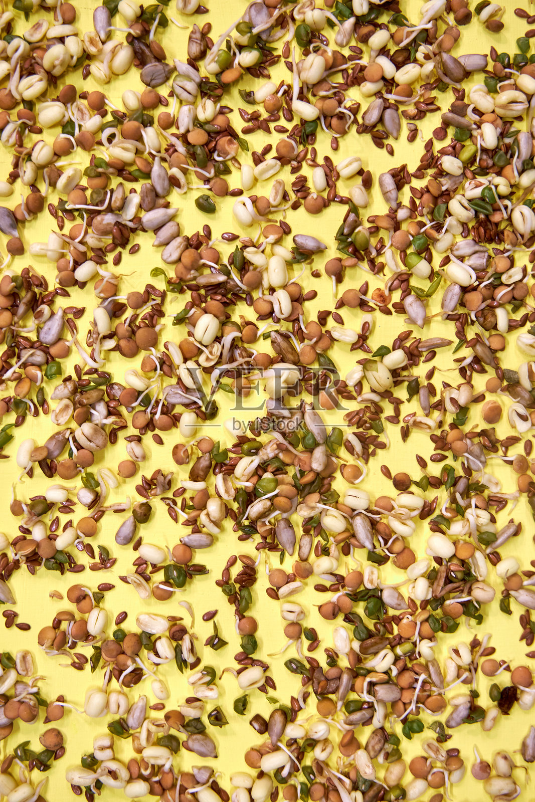 黄色背景上的微型绿植种子照片摄影图片