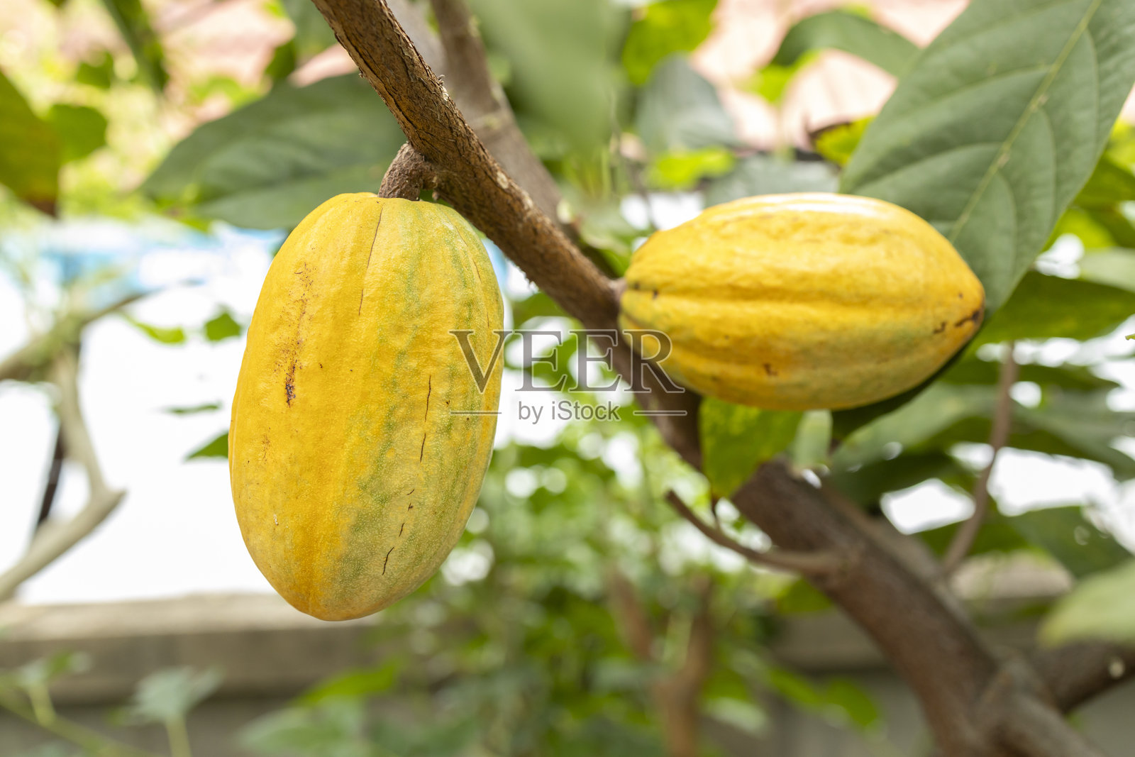 可可树(Theobroma cacao)。自然中的有机可可果荚。照片摄影图片