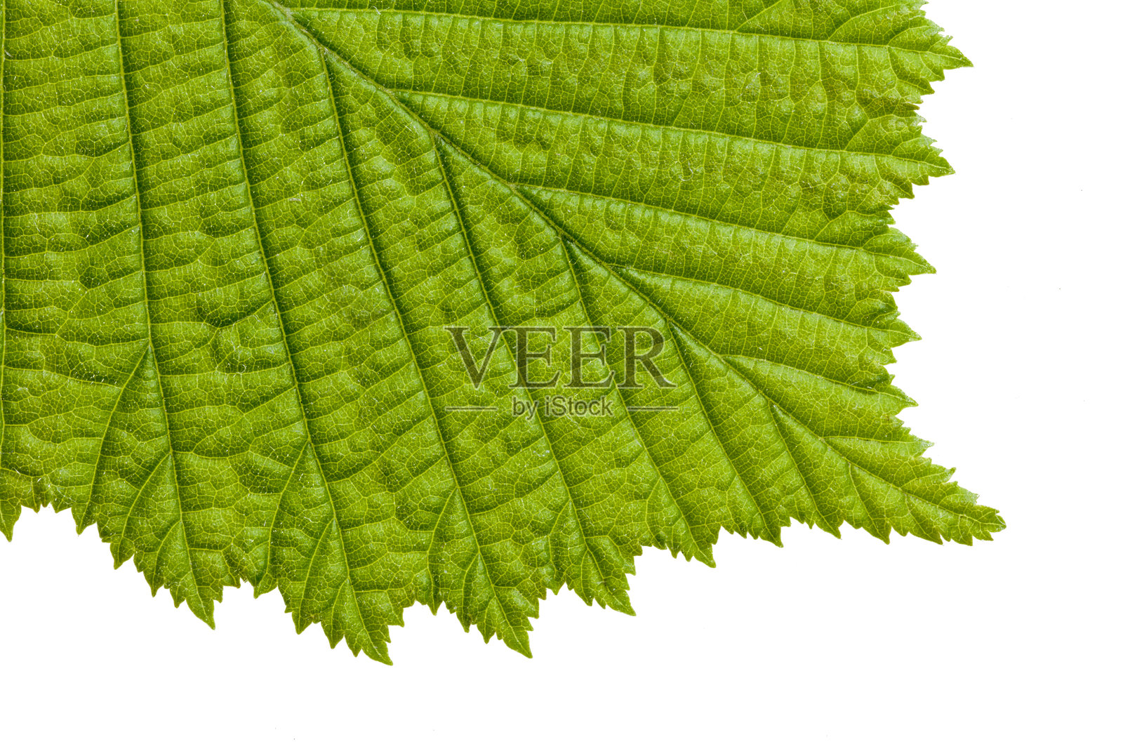 榛子叶上面的细节照片摄影图片